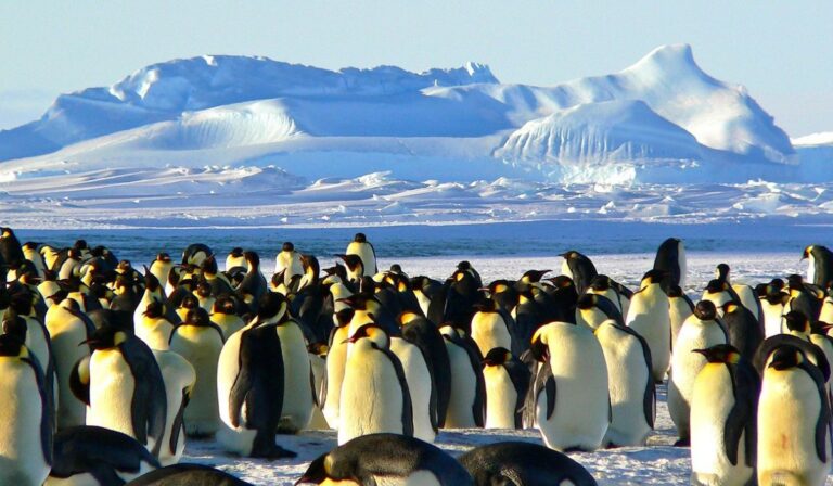 Viajar a la Antártica